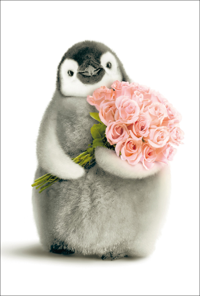 bsp Glückwunschkarte Pinguin mit Blume